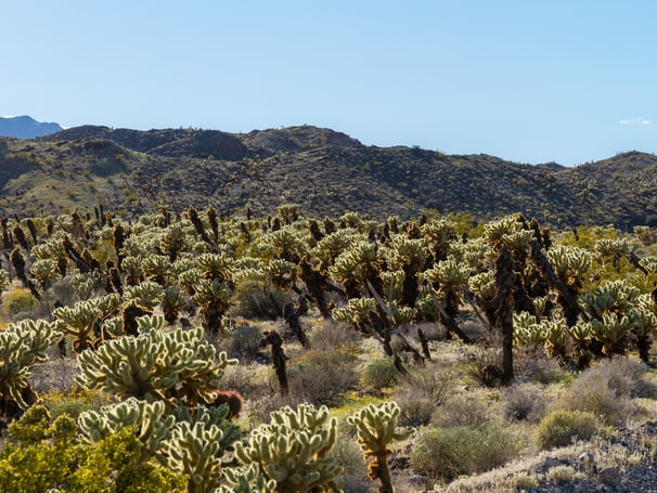 a large group of cholla cactus