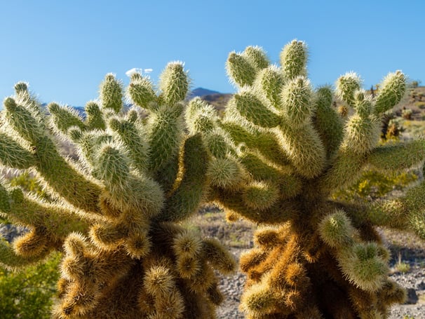 Closeup of cholla cactus