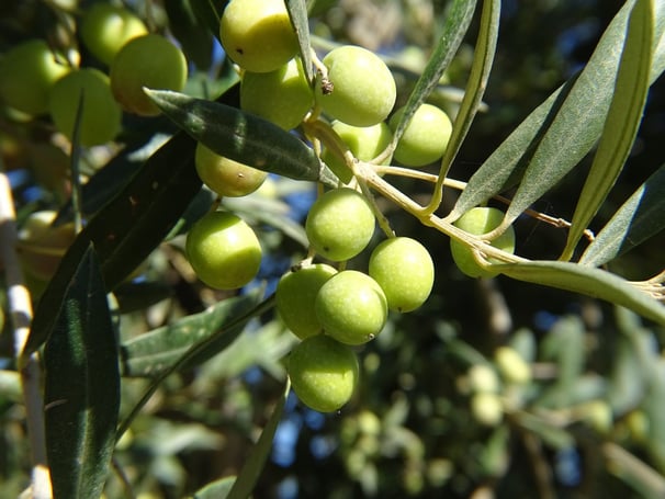 Olive Oil Tasting Tour