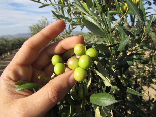 Olive Oil Tasting Almeria
