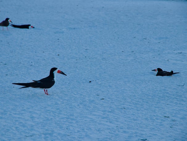 Protected birds in Clearwater Beach, Florida