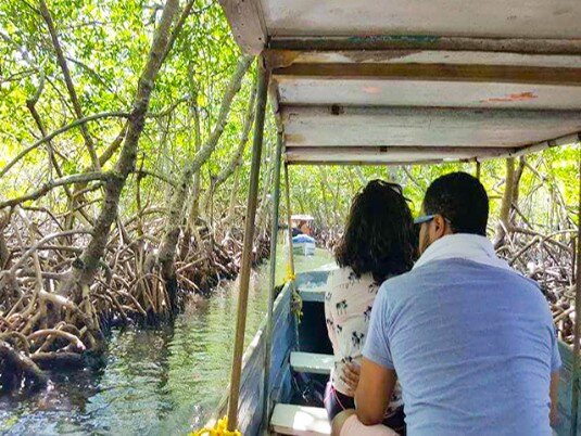 Mangrove Channels