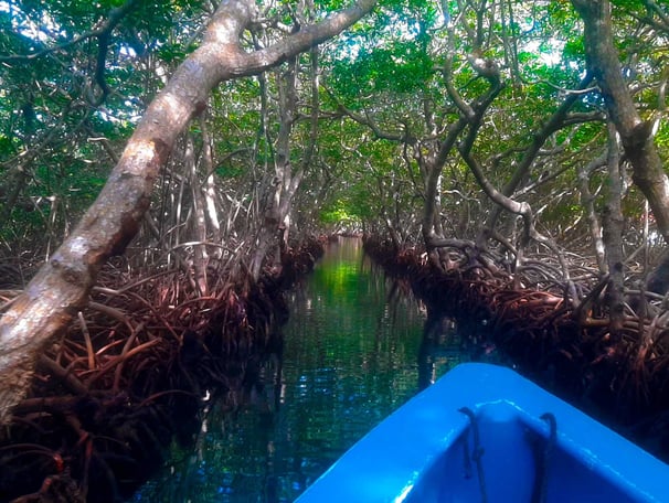 Roatan Mangrove Channels