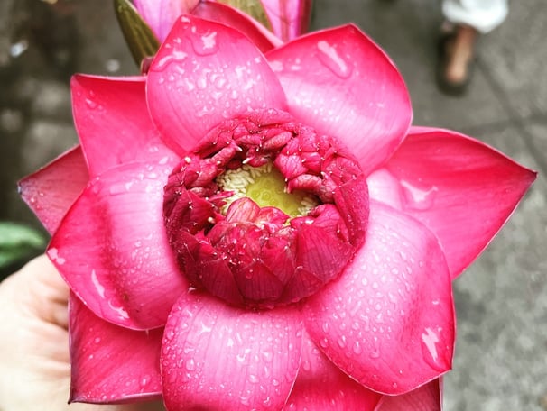 Lotus Flower