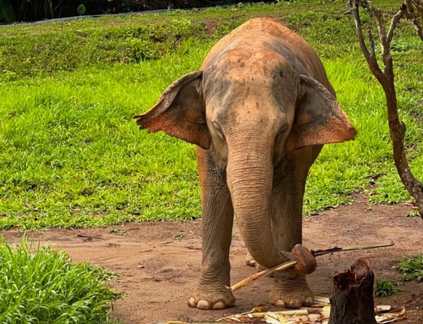 an Asian elephant standing in the grass eating sugar cane in Thailand