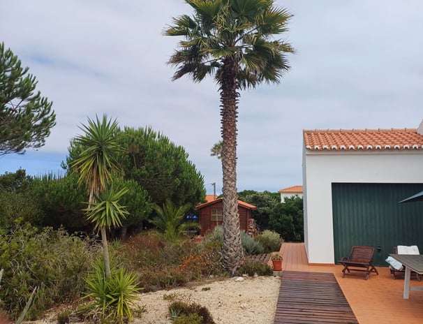 a palm tree in the foreground of a house