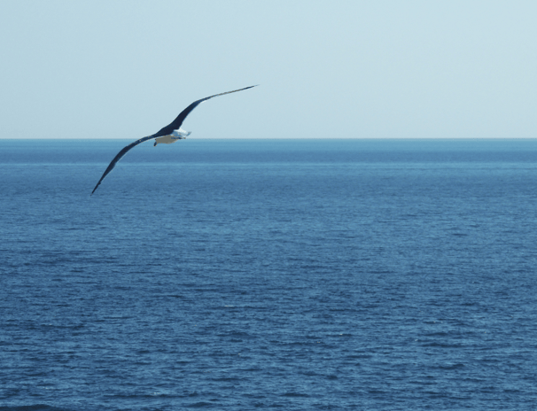 gabbiano mare libertà serenità introspezione