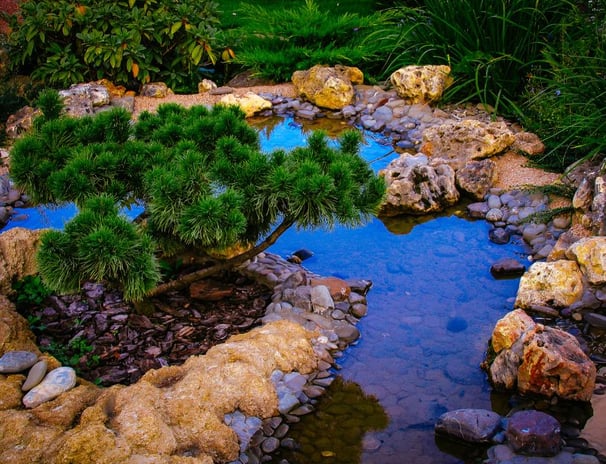 Un bassin paysager avec un pin et des rochers décoratifs