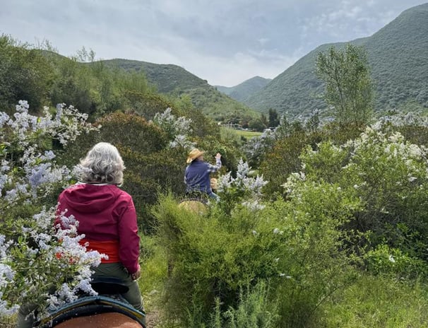 Horseback ride through the blooming wild lilac trees