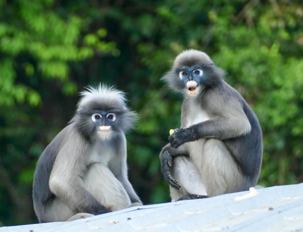Les Langurs, singes à lunettes, Chumphon