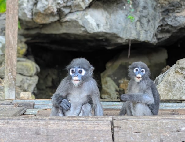 Les Langurs, singes à lunettes, Chumphon