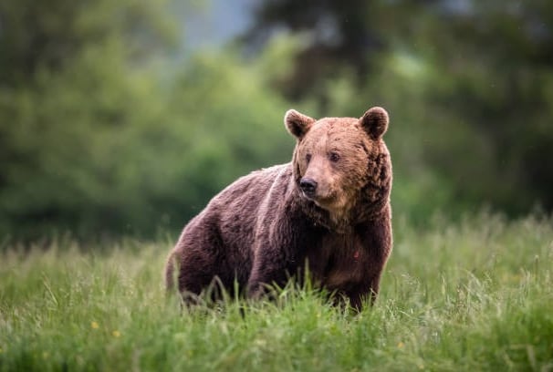 Bear standing in grassy meadow..