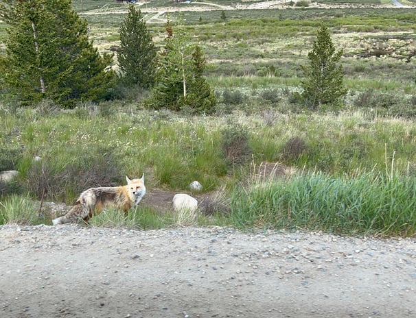 Fox standing in grassy meadow near gravel road.