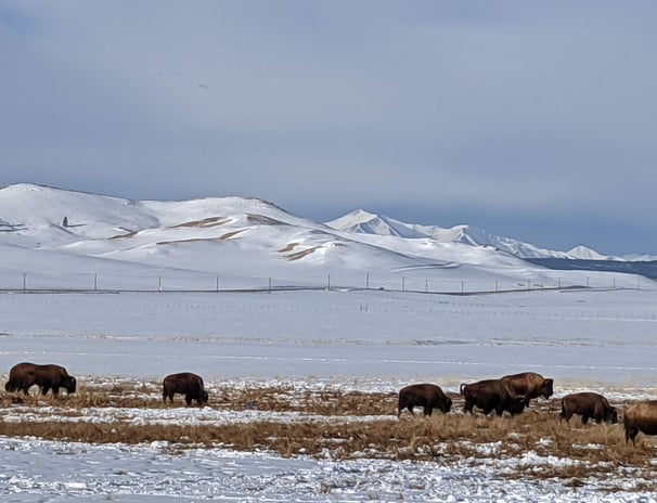 Bison herd grazing in a snowy mountain valley.