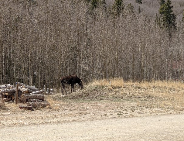 Moose grazing near the edge of an aspen grove.