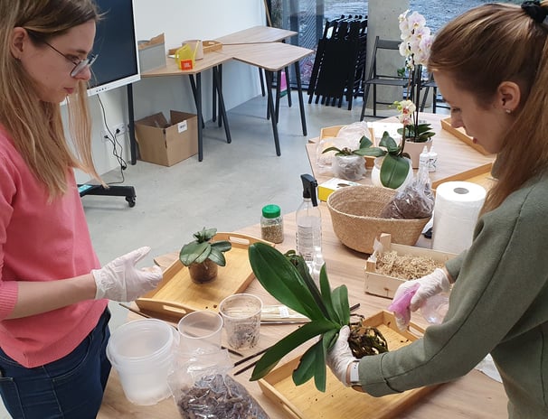 Viltė orchidėjų laboratorijos įkūrėja persodina orchidėją kartu su dirbtuvių dalyve