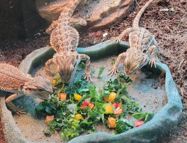 bearded dragons eating salad