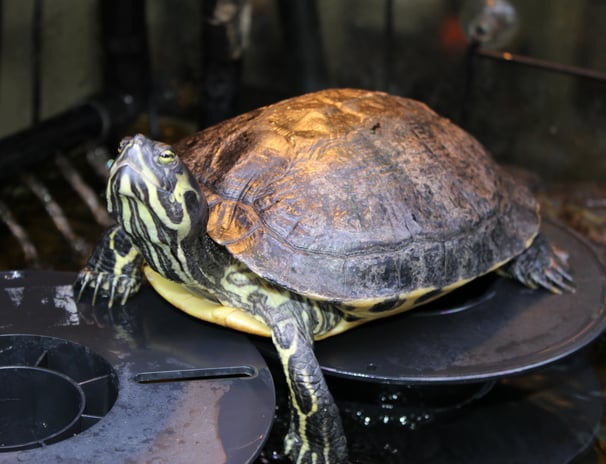 yellow belly slider turtle