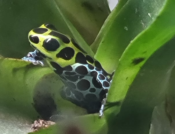 poison dart frog