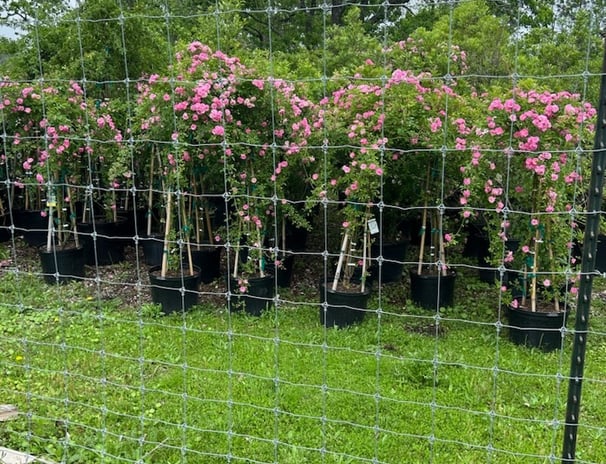 Tropical Gardens Nursery