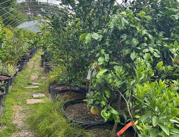 Tropical Gardens Nursery