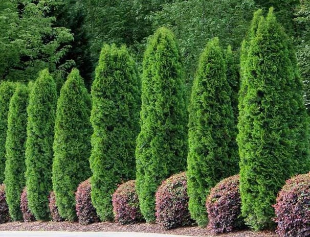 Tropical Gardens Nursery