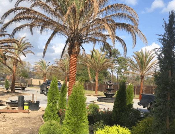 Tropical Gardens Nursery