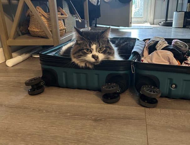 cat ready for a trip in suitcase