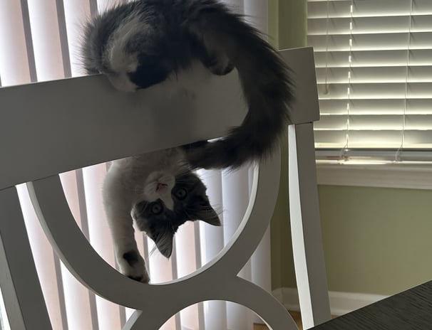 Kitten playing