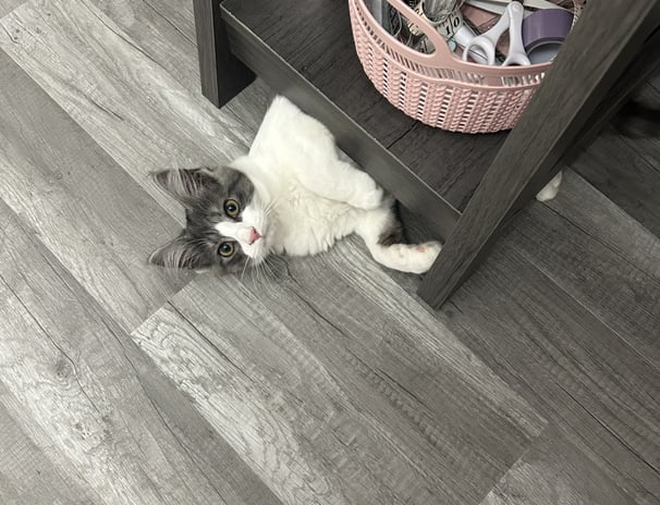 kitten hiding