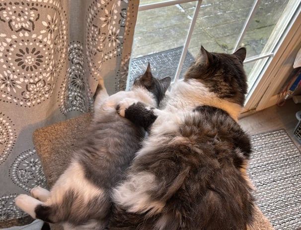 Kitten friends