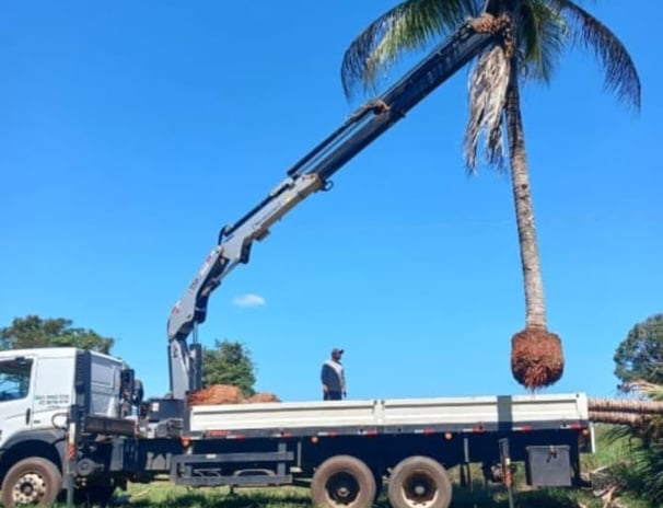 munck para retirada de arvores