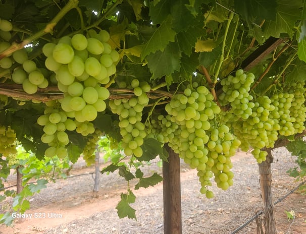 a bunch of grapes hanging from a vine
