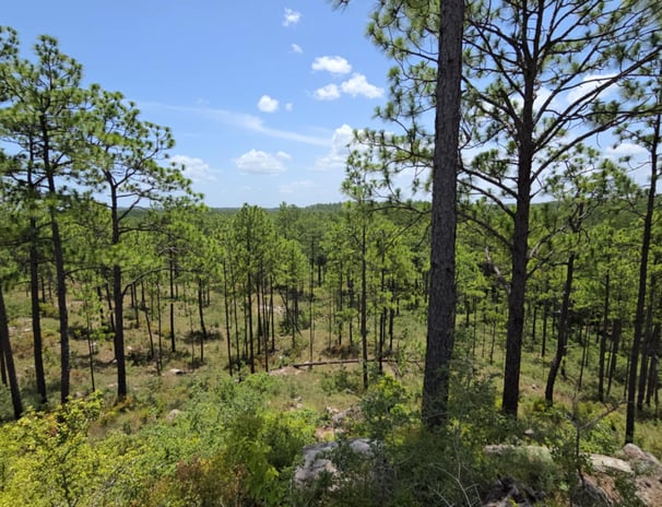 Bayou Vista Overlook in Kisatchie Wilderness area