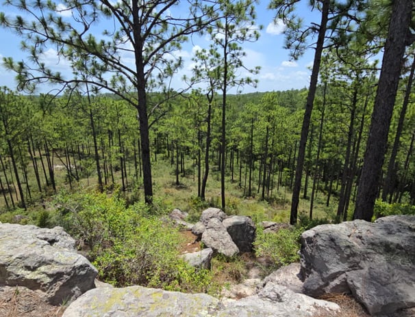 Moderate Hiking trail with Pines