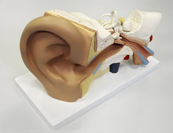 a human earphoned earphoned earphoned earphoned earphone