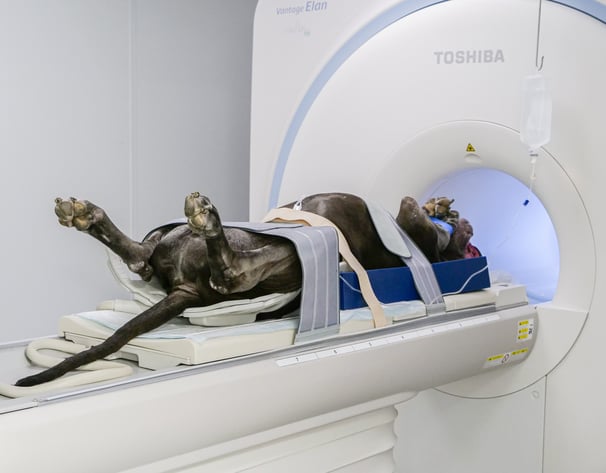 Chien accroché qui passe dans un IRM