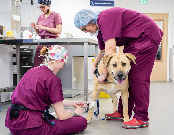 Les ASV du CHV préparent l'opération chirurgicale d'un chien