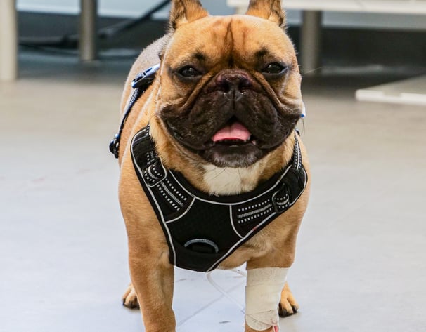Bouledogue qui regarde l'objectif après son opération