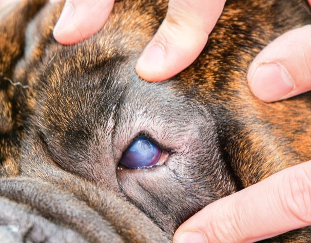 Focus sur l'œil d'un chien avant son opération