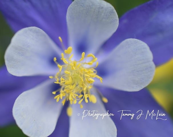 Colorado's Columbine's Close-Up by Tammy J McLain