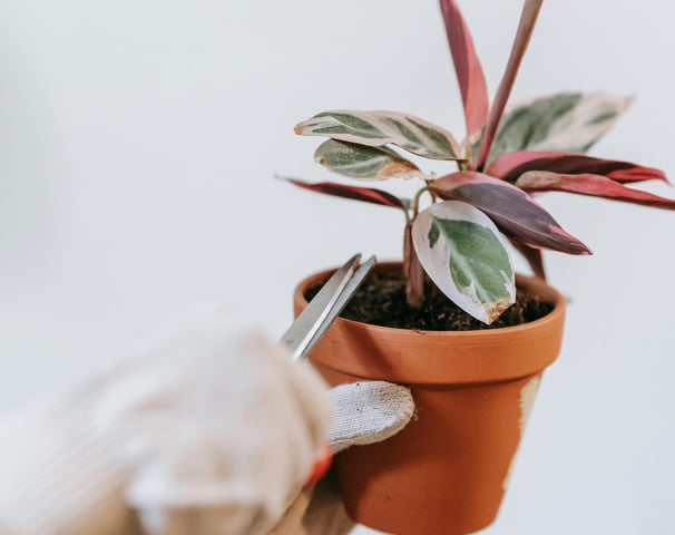 Houseplant being pruned