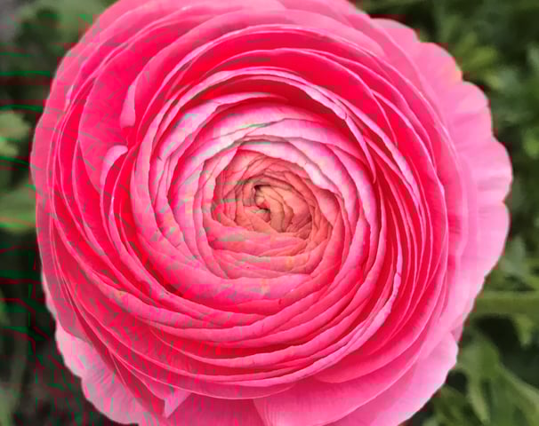 Ranunculus Flower