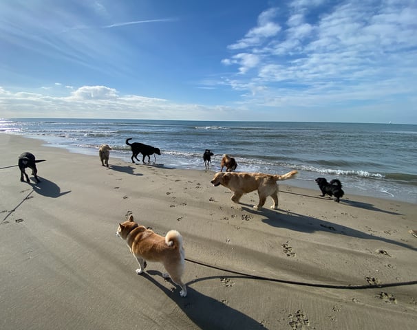balade canine a la plage pour les chiens de la pension chez nanette