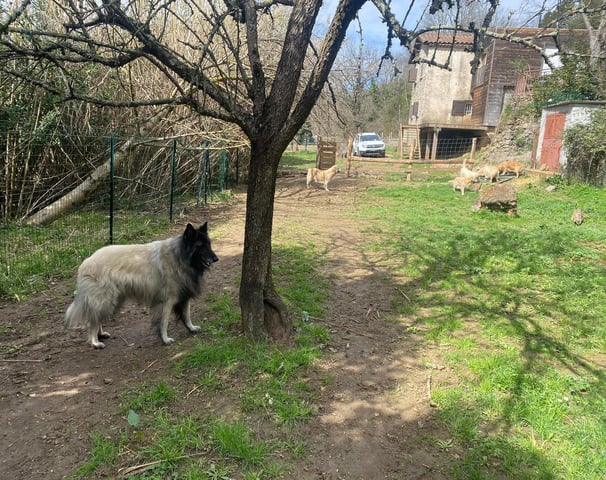 chiens dans le parc de la pension de chez nanette
