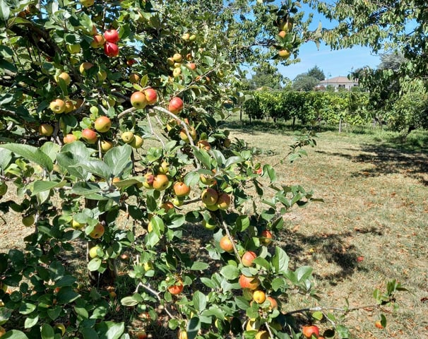chantelevent-maison-pompignac-gironde-verger