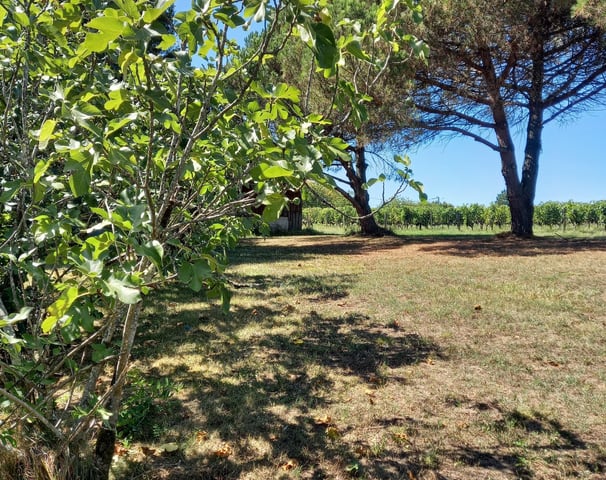 chantelevent-maison-pompignac-gironde-verger