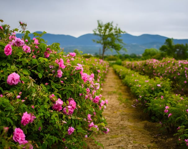 Rosa Damascena: Hyra's premium rose essential oil and water, grown in Bulgaria.