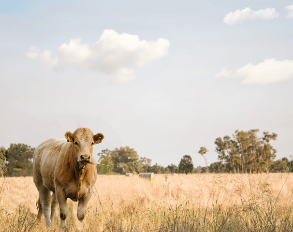 Cow in a pasture, featured on the labels of Weihs Livestock products