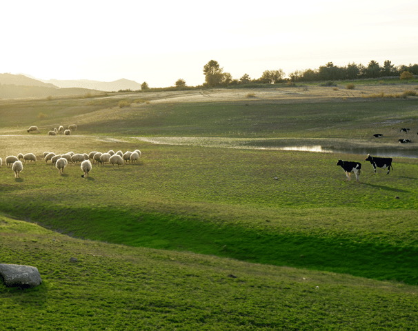 Animals in a pasture, used in the branding of Weihs Animals products.